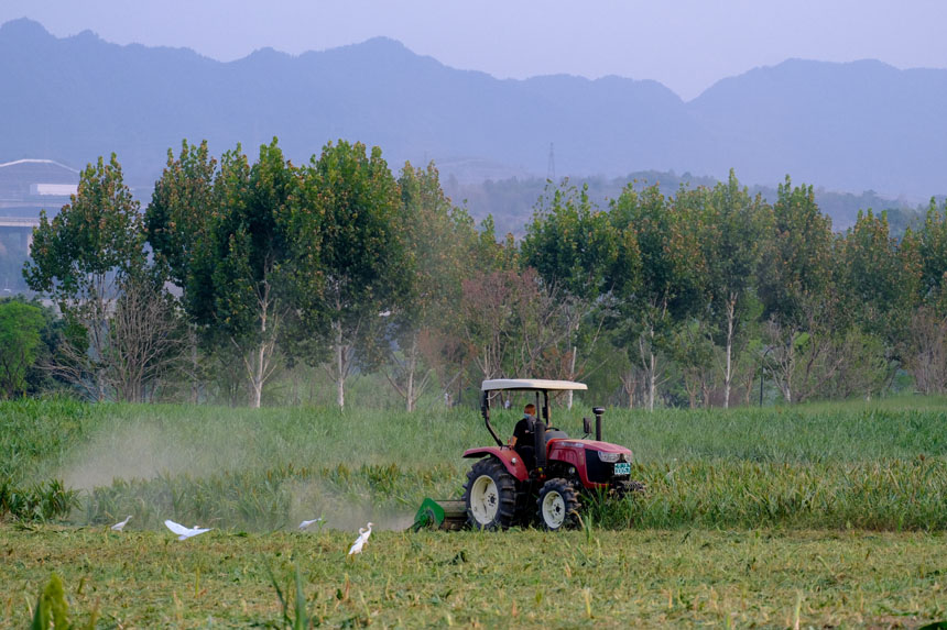 工作人員為油菜花田翻土，靜止的畫面如同一幅油畫。郭旭攝