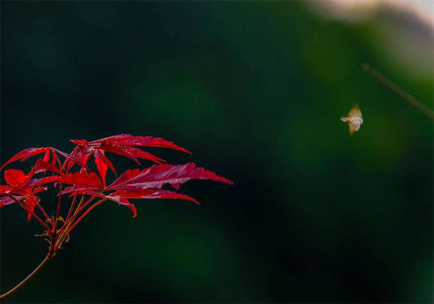 霜降已至，秋意正濃。郭旭攝