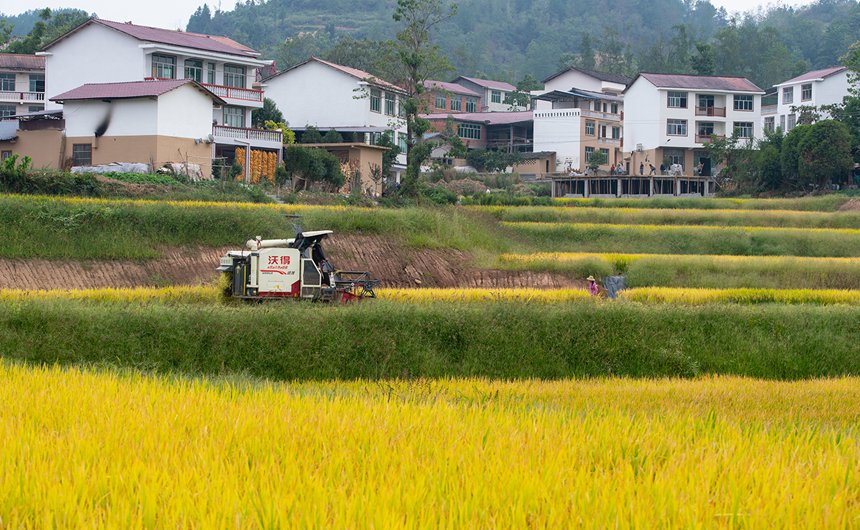 萬州區(qū)恒合土家族鄉(xiāng)八一村金燦燦的稻田，遠(yuǎn)處是建設(shè)中的“農(nóng)旅融合”村落。冉孟軍攝