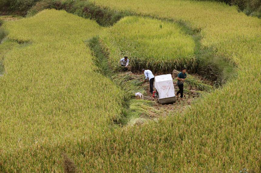 村民用小型打谷機(jī)在重慶市黔江區(qū)中塘鎮(zhèn)興泉社區(qū)水稻基地打谷。楊敏攝