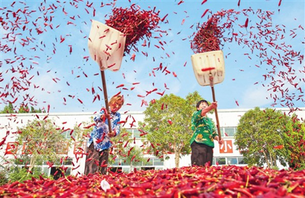 辣椒成熟。朱亞坤攝