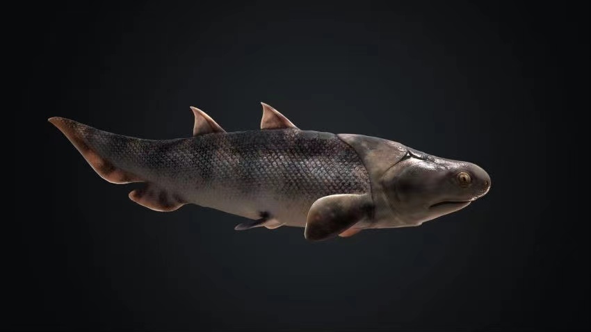 蠕紋沈氏棘魚復(fù)原圖。重慶市規(guī)劃和自然資源局供圖