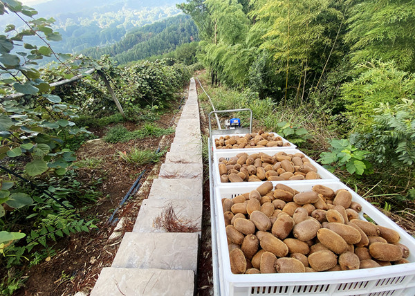 單軌運(yùn)輸車運(yùn)輸獼猴桃。黃河攝