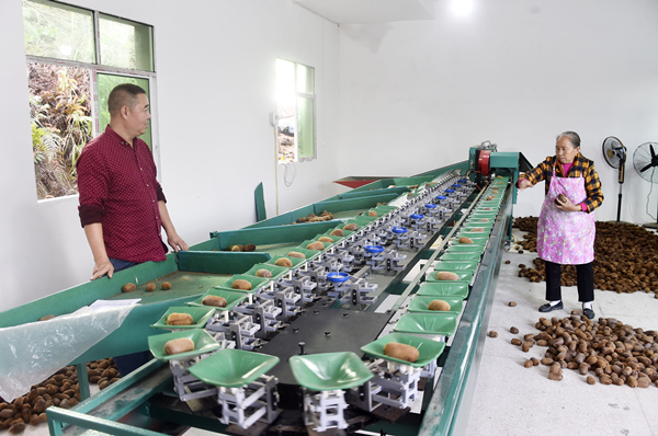 分揀獼猴桃。黃河攝