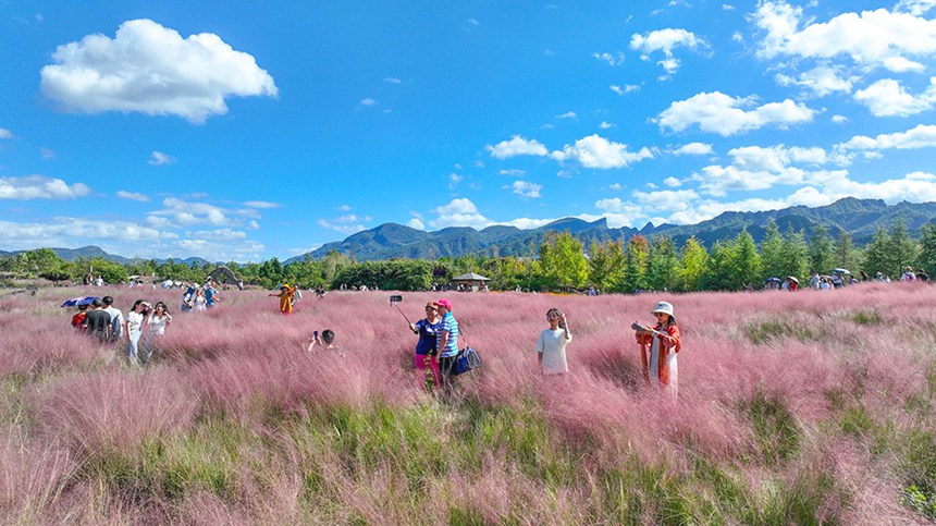 10月3日，游客在酉陽疊石花谷景區(qū)粉黛花海打卡游玩。國慶長假第三天，疊石花谷景區(qū)粉黛亂子草花海吸引眾多市民和游客親近自然，享受假日時光。通訊員 邱洪斌 攝/視覺重慶