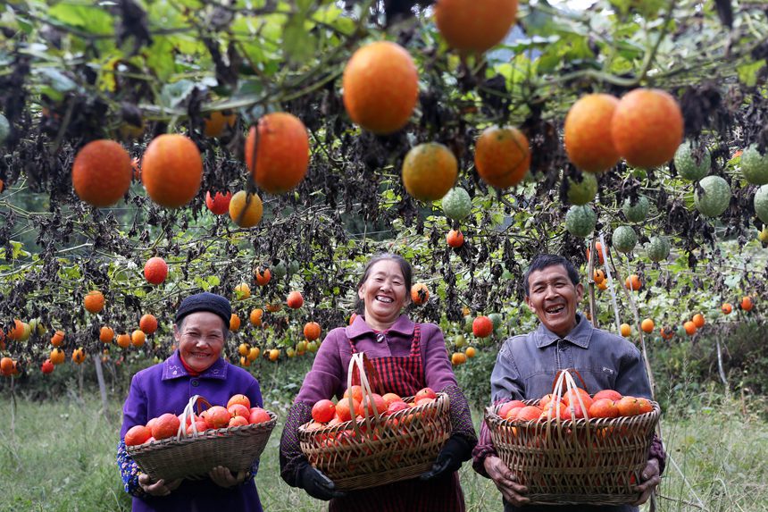 村民在吊瓜基地展示采摘的吊瓜。楊敏攝