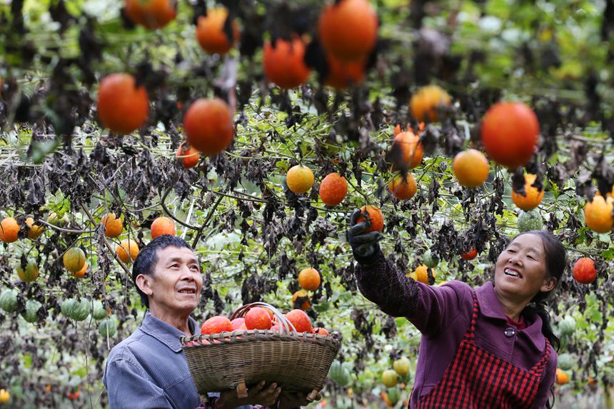 村民正在采摘吊瓜。楊敏攝