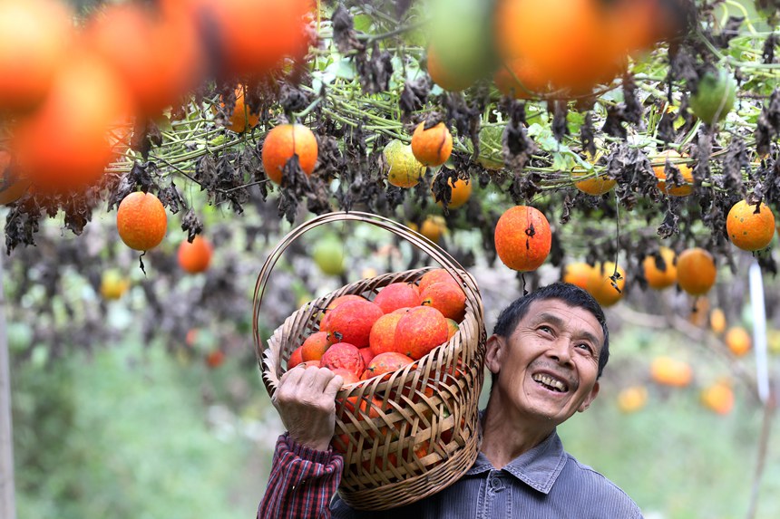 村民正在采摘吊瓜。楊敏攝
