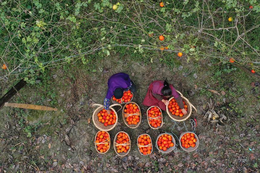 村民在吊瓜基地展示采摘的吊瓜。楊敏攝