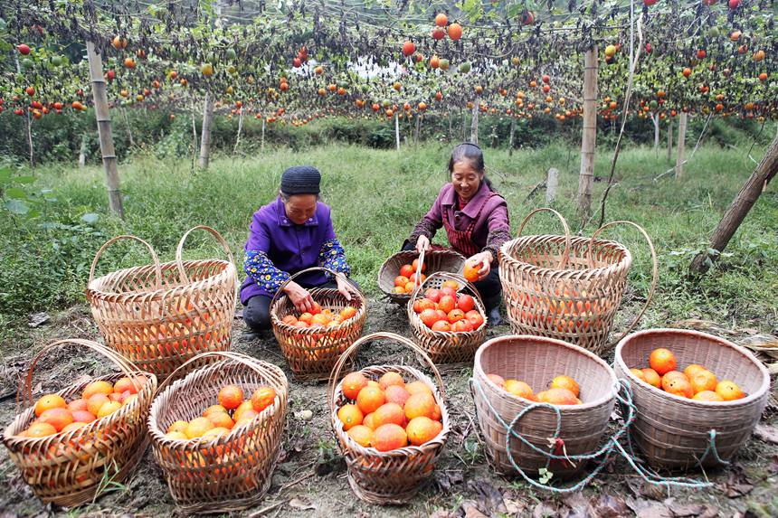 村民在吊瓜基地展示采摘的吊瓜。楊敏攝