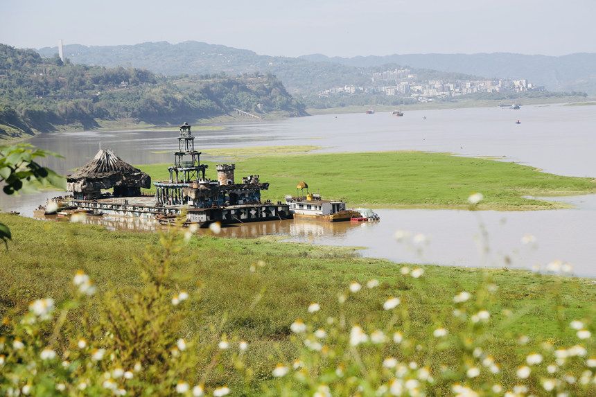 長江邊長滿了綠油油的嫩草。楊孝永攝