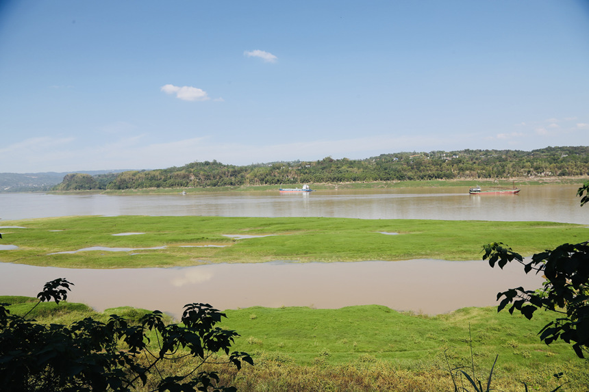 長江邊長滿了綠油油的嫩草。楊孝永攝
