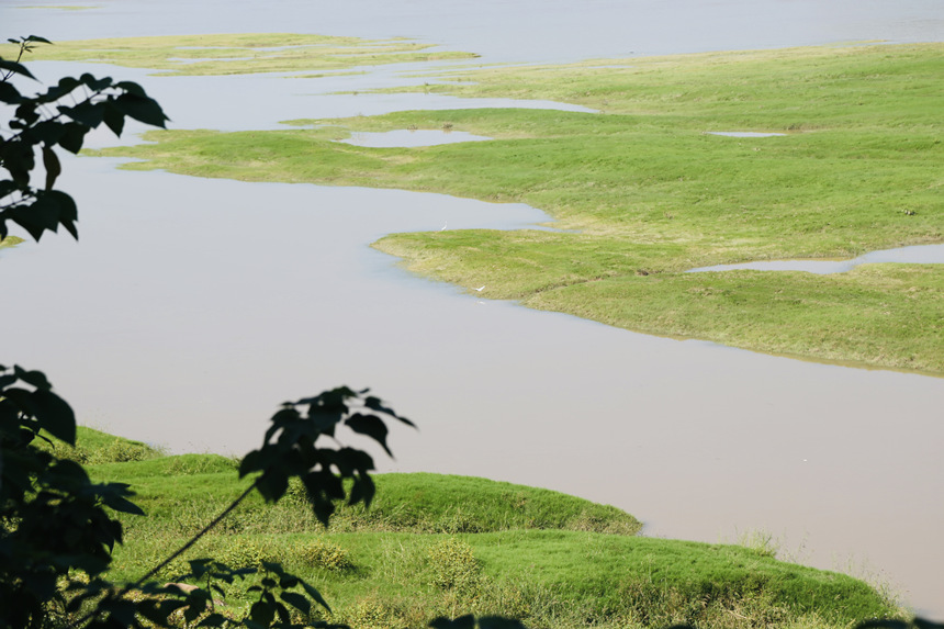 長(zhǎng)江邊長(zhǎng)滿(mǎn)了綠油油的嫩草。楊孝永攝
