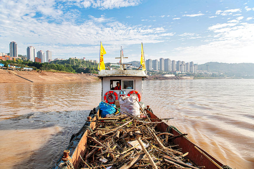 清漂工人運輸漂浮物到清漂碼頭。余鴻攝