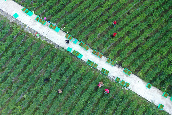 在彭水縣龍射鎮(zhèn)沿河村，村民正在采摘辣椒。趙勇攝