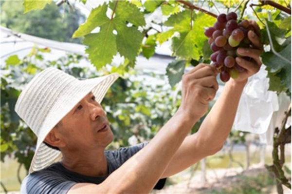 葡萄豐收帶動當地發(fā)展。譚易攀攝