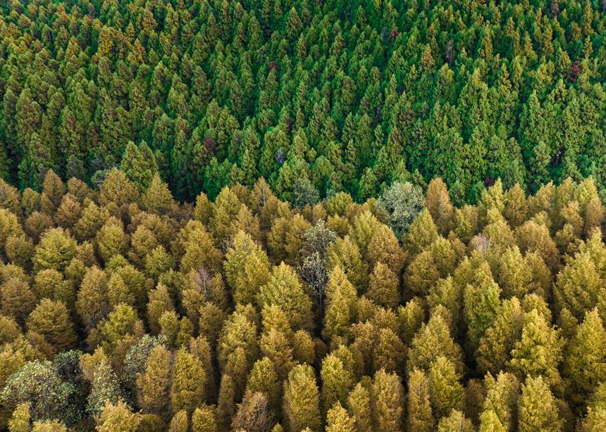 山王坪漫山遍野的柳杉和水杉盡顯秋色。周瑄攝