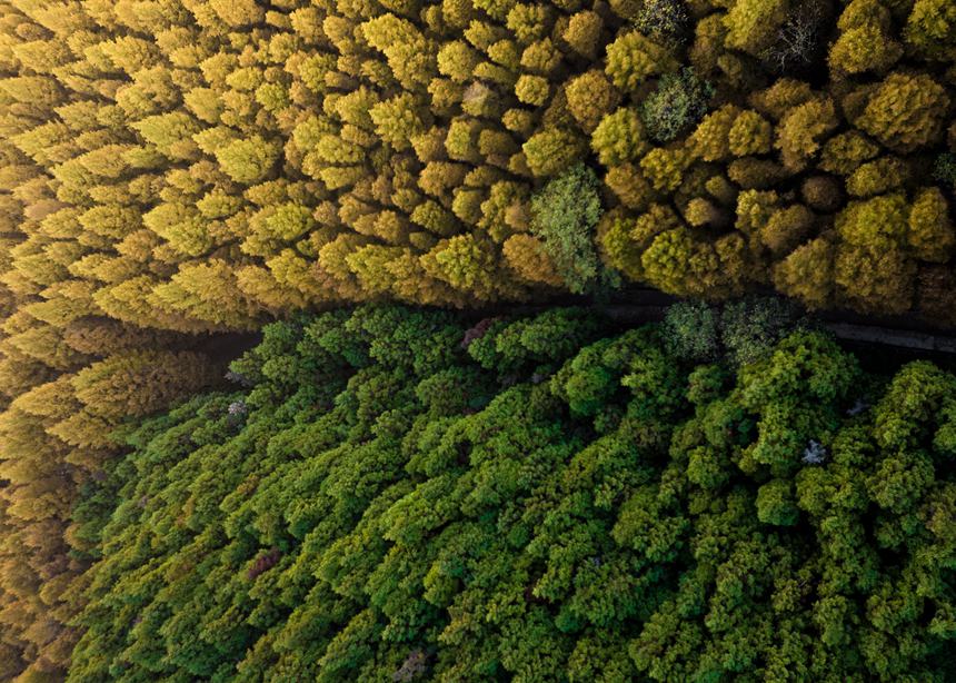 山王坪漫山遍野的柳杉和水杉盡顯秋色。周瑄攝