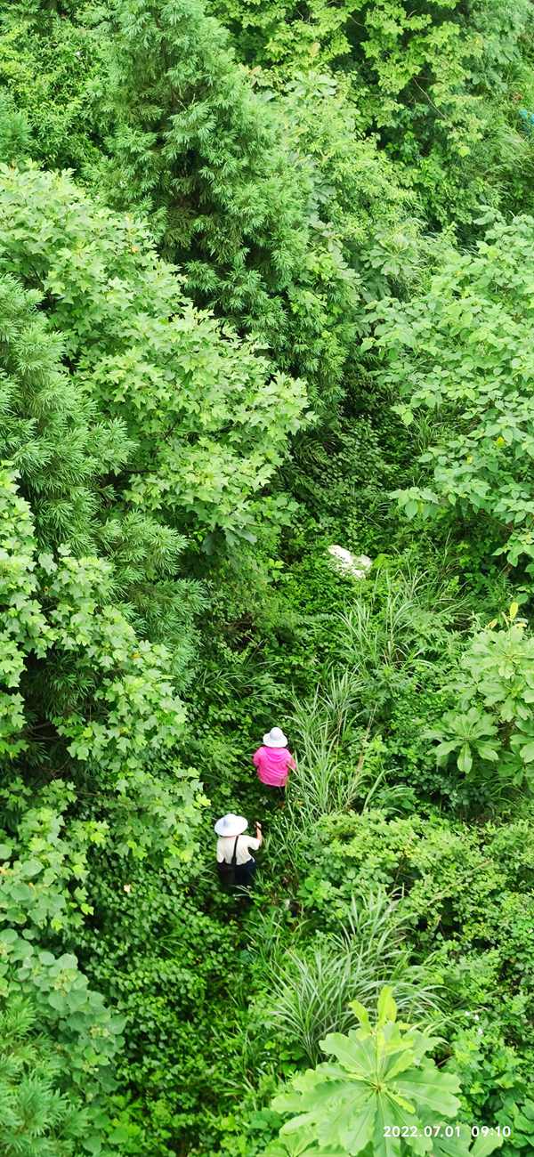 《林間》。7月1日，重慶一三六地質(zhì)隊地質(zhì)災(zāi)害工程技術(shù)人員行走在武隆區(qū)白馬鎮(zhèn)的山林間，對天燃?xì)夤芫€進行地質(zhì)災(zāi)害隱患排查工作。吳煥勇攝