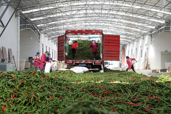 辣椒豐收裝車(chē)。滿(mǎn)幫集團(tuán)供圖