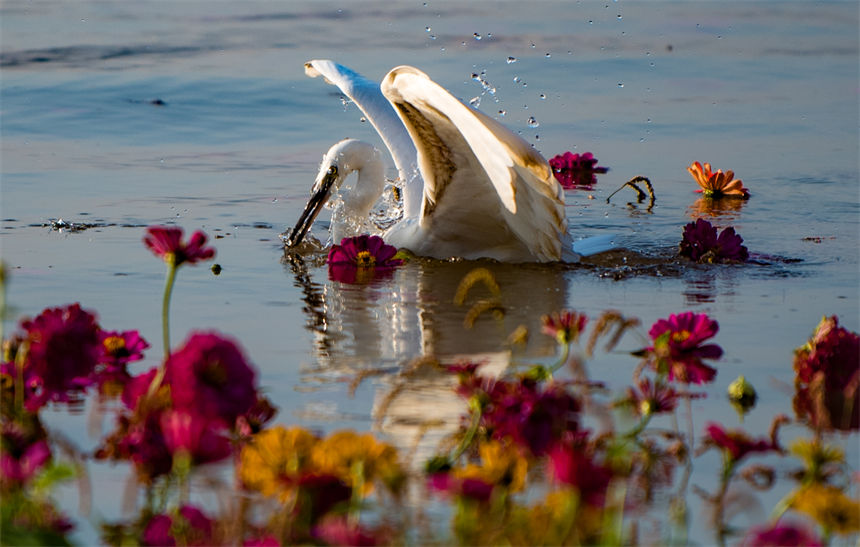 白鷺、江水、鮮花等構成了一幅和諧美麗的生態(tài)畫卷。侯本艷攝