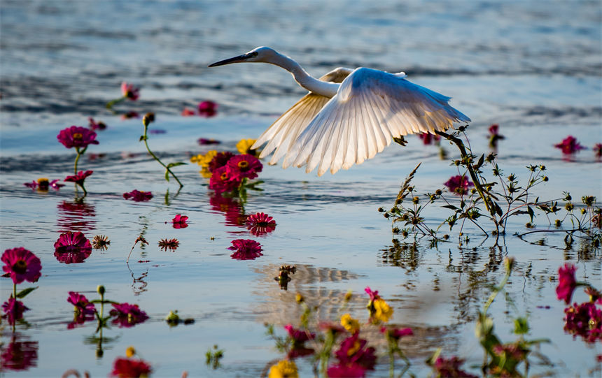 白鷺、江水、鮮花等構(gòu)成了一幅和諧美麗的生態(tài)畫卷。侯本艷攝