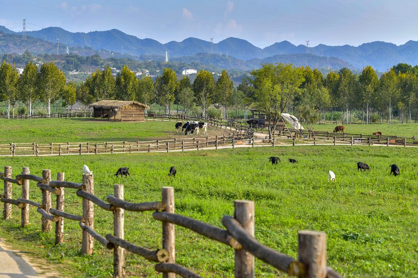 秋色迷人的重慶廣陽(yáng)島。崔景印攝