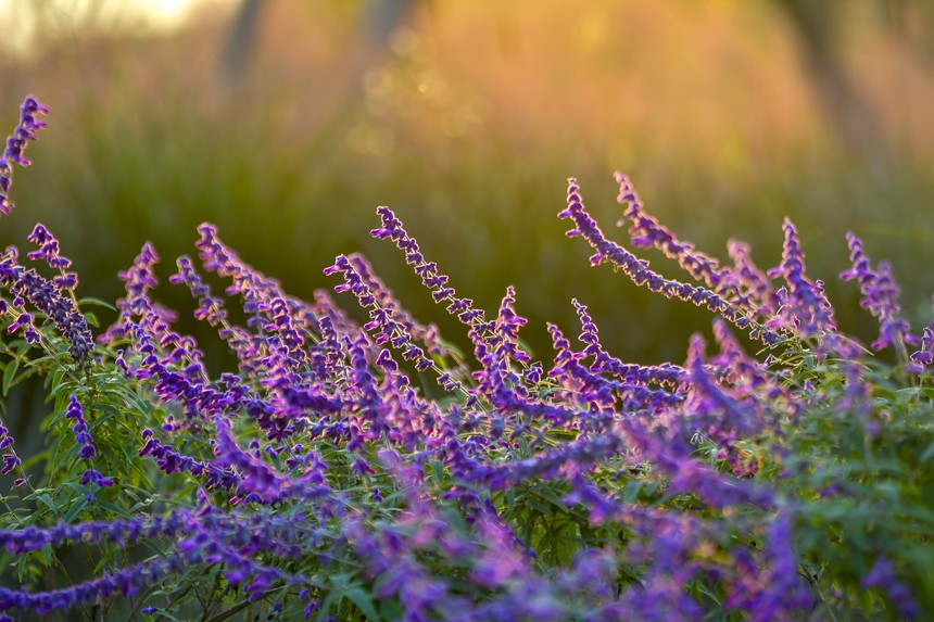 秋色迷人的重慶廣陽島。崔景印攝