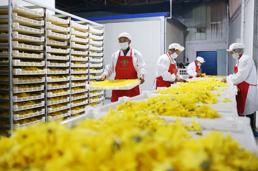 村民正在處理金絲皇菊。楊敏攝