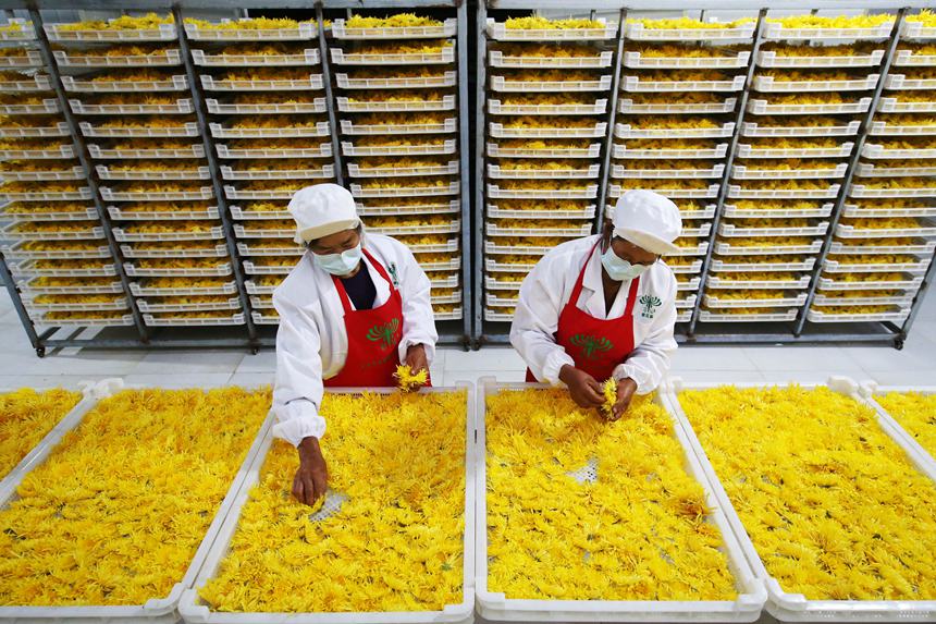 村民正在處理金絲皇菊。楊敏攝