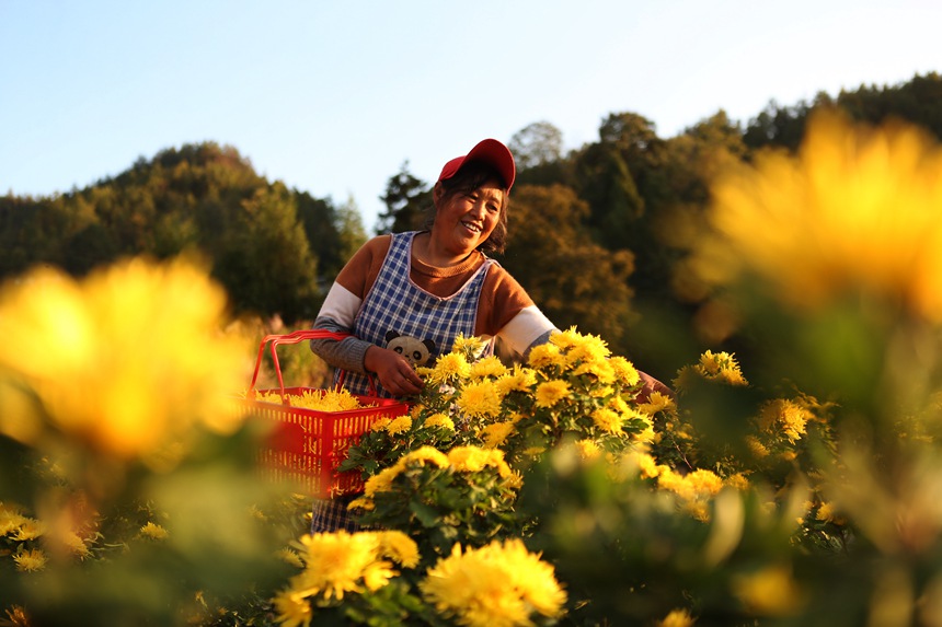 村民正在采收金絲皇菊。楊敏攝