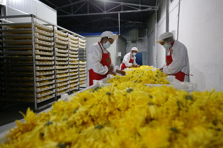 村民正在處理金絲皇菊。楊敏攝