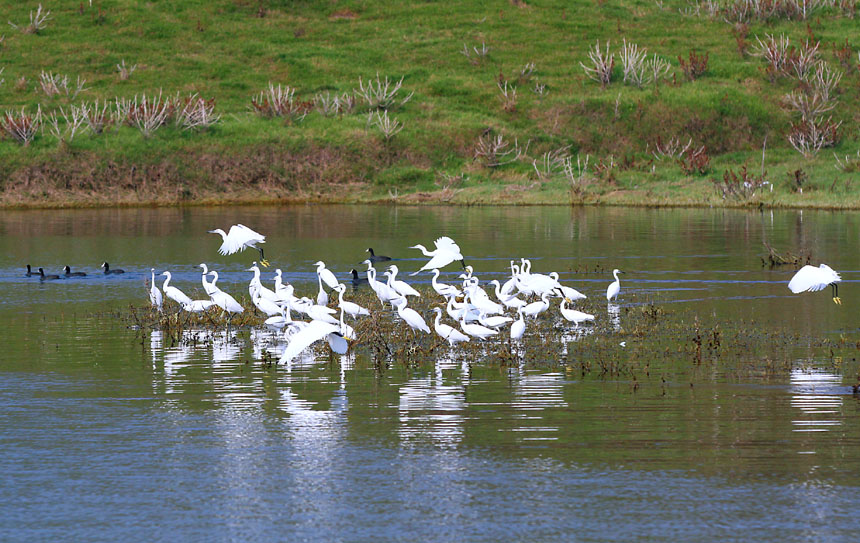 進(jìn)入冬季，大昌湖國(guó)家濕地公園的“老顧客”們?nèi)缙趤?lái)到。盧先慶攝
