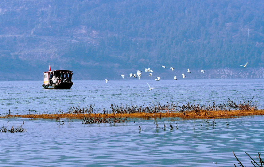 又是一年遷徙季，重慶巫山大昌湖國家濕地公園迎來了大批候鳥。盧先慶攝