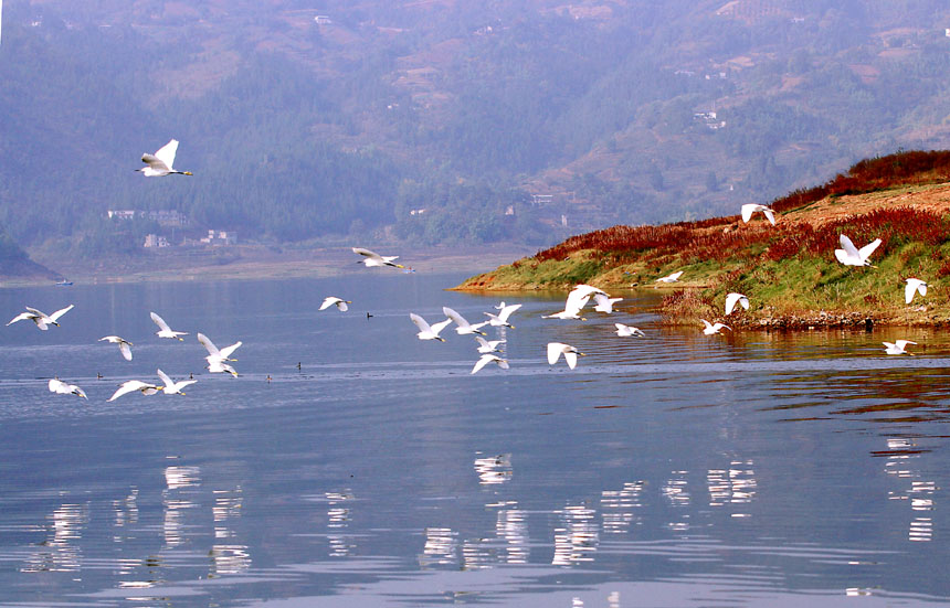 進(jìn)入冬季，大昌湖國(guó)家濕地公園的“老顧客”們?nèi)缙趤?lái)到。盧先慶攝