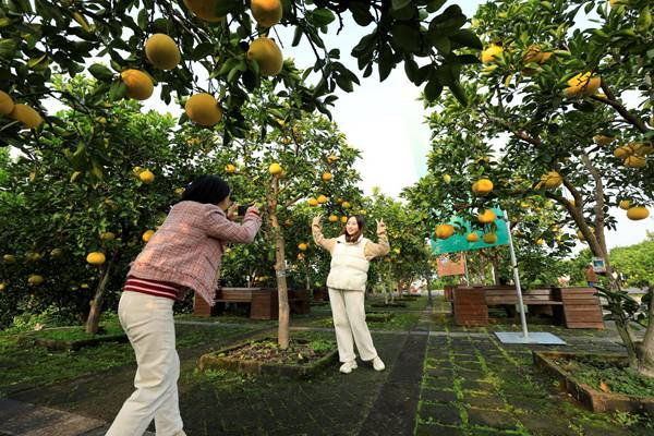 市民在中華·梁平柚海游玩。向成國(guó) 攝
