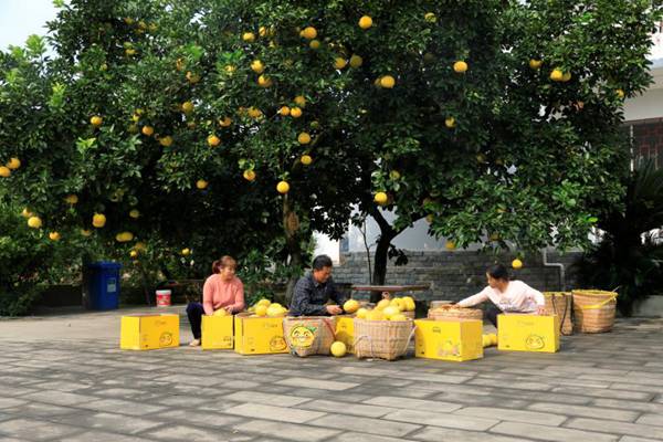 收獲梁平柚。向成國(guó)攝
