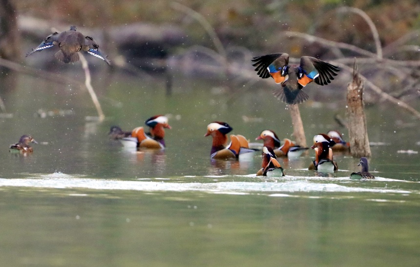 鴛鴦?wù)谒嬉捠场蛩｜S智宇攝