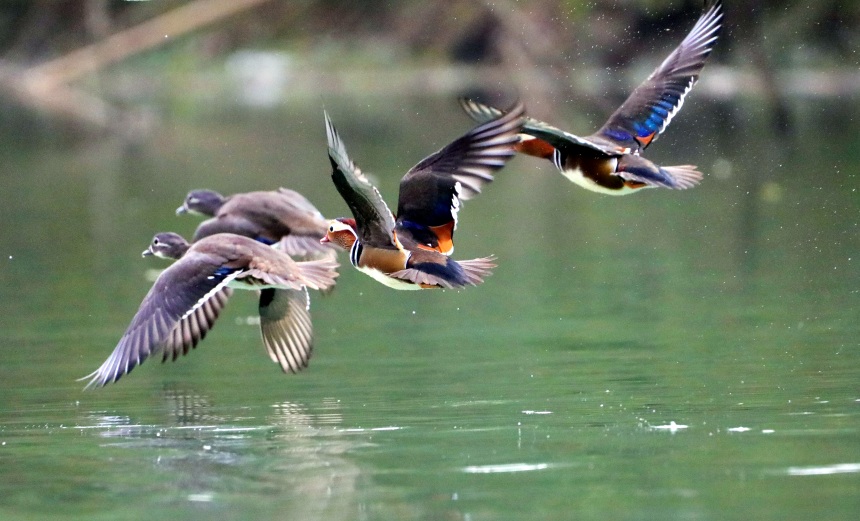 鴛鴦?wù)谒嬉捠?、戲水。黃智宇攝