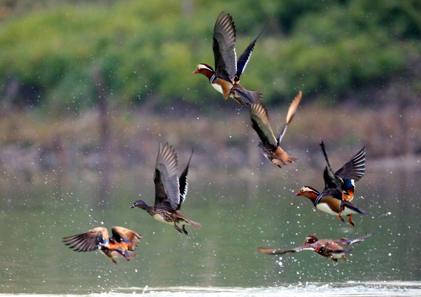 鴛鴦?wù)谒嬉捠?、戲水。黃智宇攝