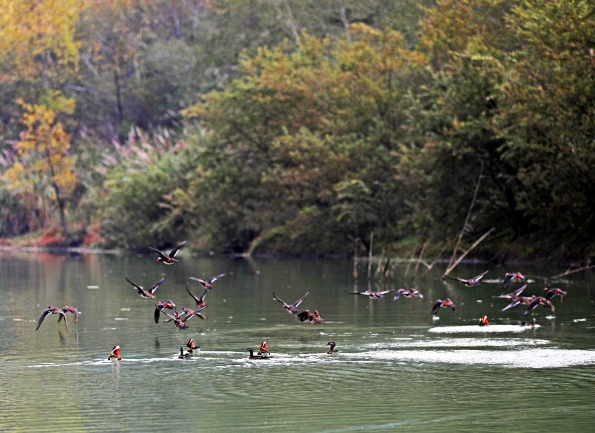 展翅的鴛鴦與綠水青山相映成趣。趙勇攝