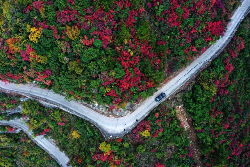 絕壁“天路”兩旁層林盡染，風(fēng)景如畫。王忠虎攝