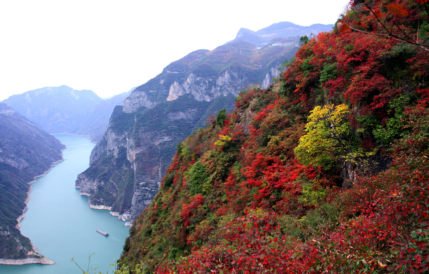 巫山紅葉進入最佳觀賞期。盧先慶攝