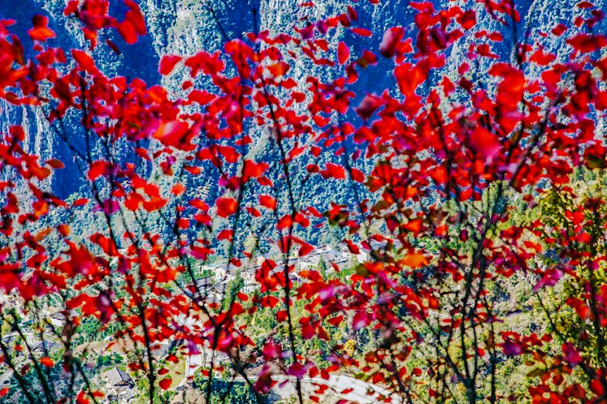 巫峽神女景區(qū)的紅葉景觀。馬正倫攝