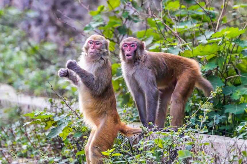 金佛山北坡景區(qū)內(nèi)的野生獼猴。瞿明斌攝