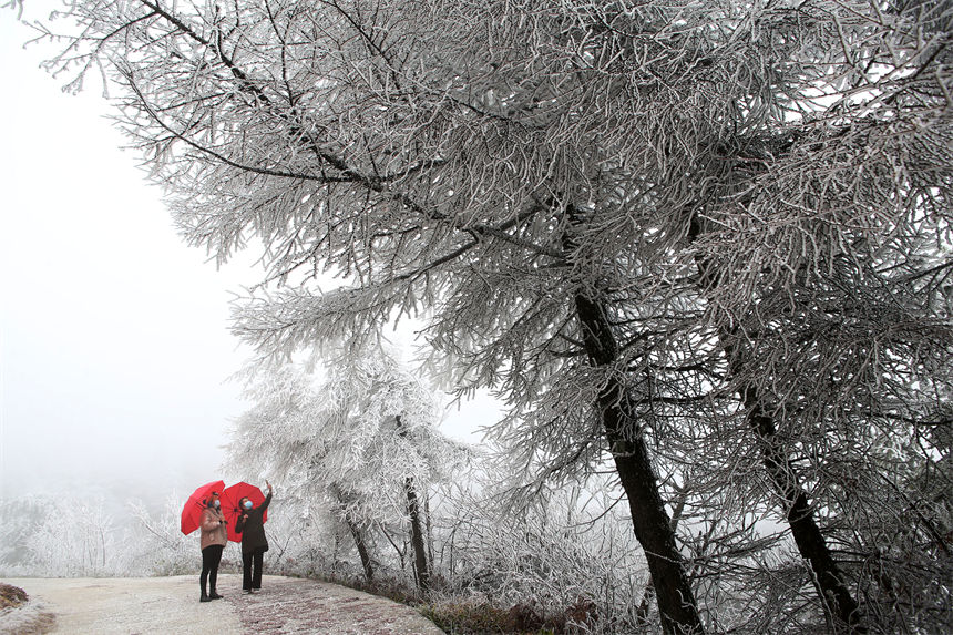 行人在重慶市黔江國家森林公園馬喇鎮(zhèn)灰千梁子景區(qū)觀賞霧凇。 楊敏攝