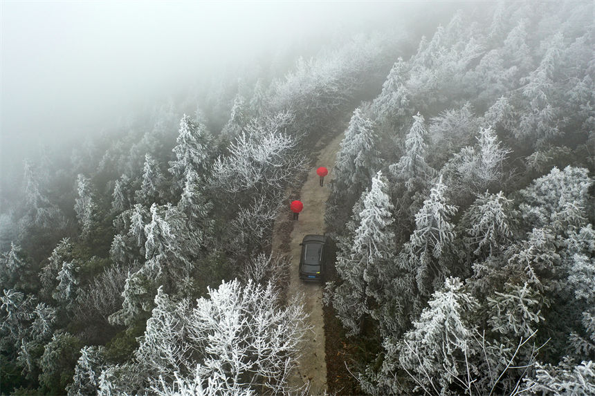 游人從綠葉與樹枝的交錯中，緩緩駛?cè)肓送挵愕撵F凇世界。楊敏攝