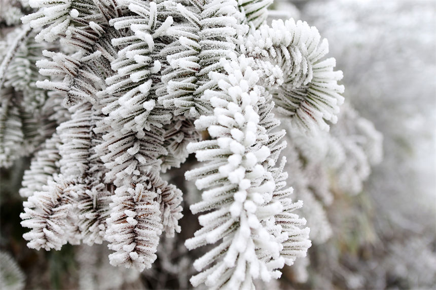 松枝上晶瑩剔透的霧凇，猶如瓊花盛開。楊敏攝