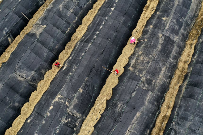 南溪村羊肚菌種植基地。楊敏攝