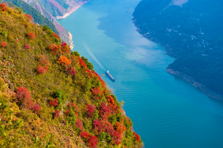 航拍巫山紅葉。汪長(zhǎng)征攝